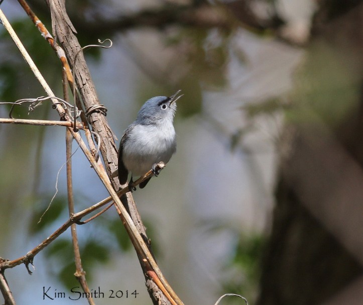 A very photogenic Blue-gray Gnatcatcher