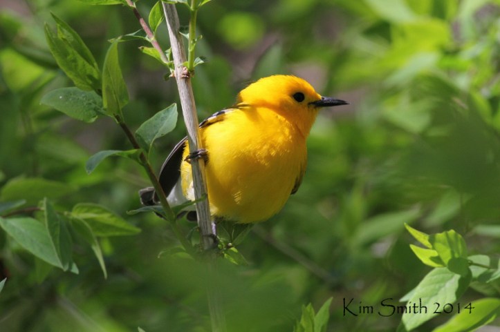 Prothonotary Warbler, only a couple feet away!