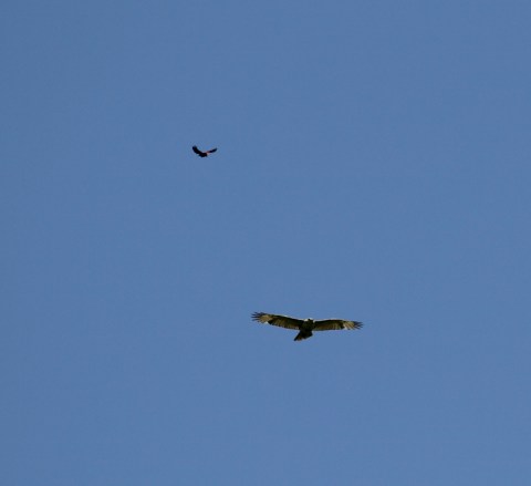 Red-winged blackbird attacking RTHA v3 (800x732)