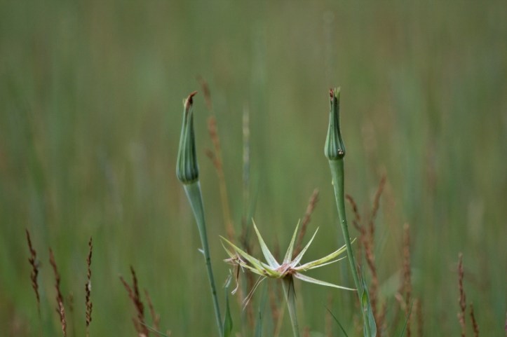 My first time to find and recognize Goatsbeard, a very interesting wildflower