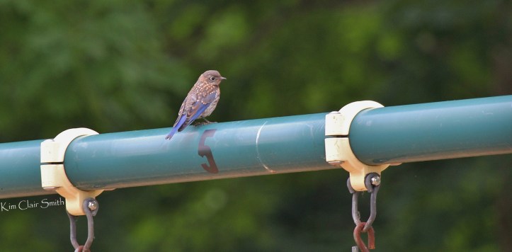 Juvenile bluebird