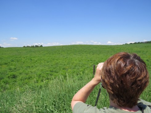 Searching for Dickcissel