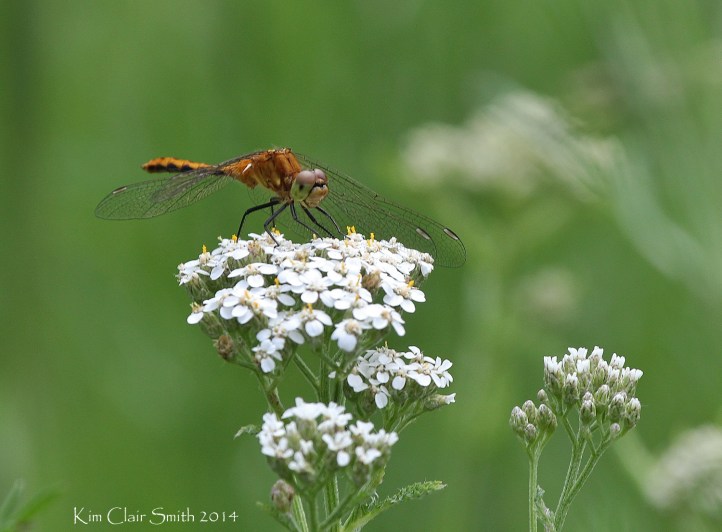 Wandering Glider dragonfly
