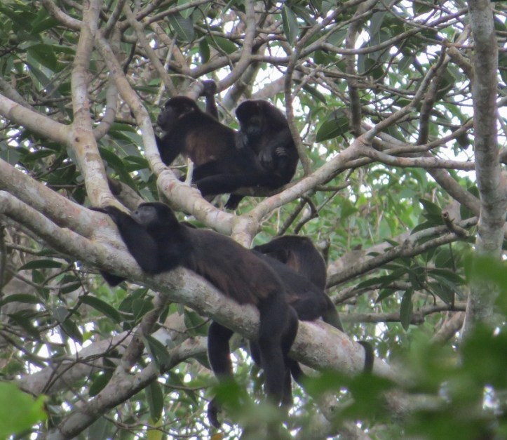 Howler Monkeys (800x694)