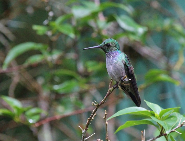 Blue-chested Hummingbird