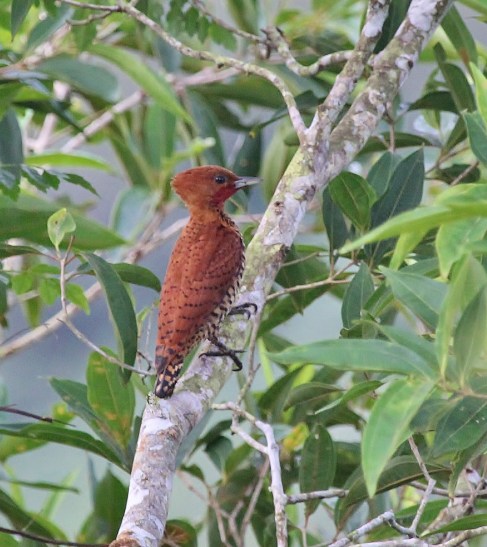 Cinnamon Woodpecker, male