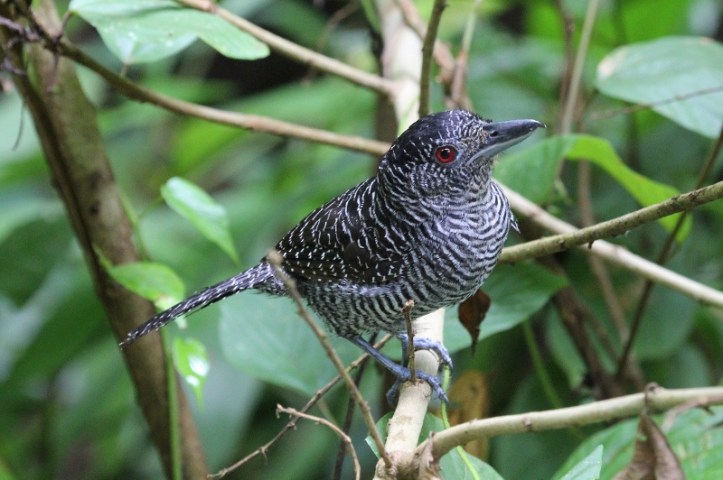 Fasciated Antshrike papa, investigating the humans who were apparently too close to his offspring.