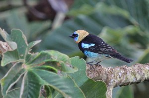 Golden-hooded Tanager