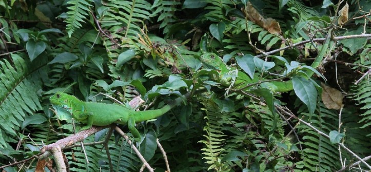 It wasn't all about the birds -- I loved finding these perfectly-camouflaged lizards