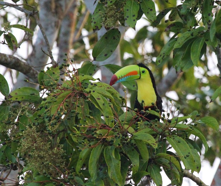 Keel-billed Toucan