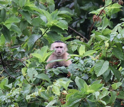 White-faced Capuchin