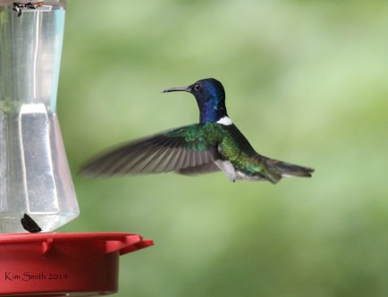 White-necked Jacobin