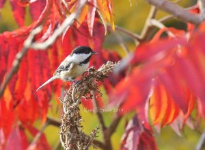 Chickadee on red sumac w sig