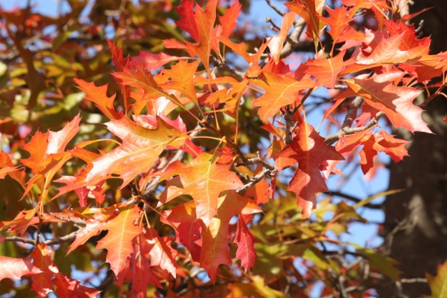 Fall foliage (1) (640x427)