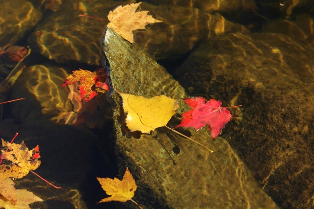 Leaves floating on water with dappled sunlight and rocks (640x427)