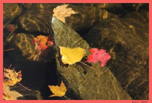 Leaves floating on water with dappled sunlight and rocks