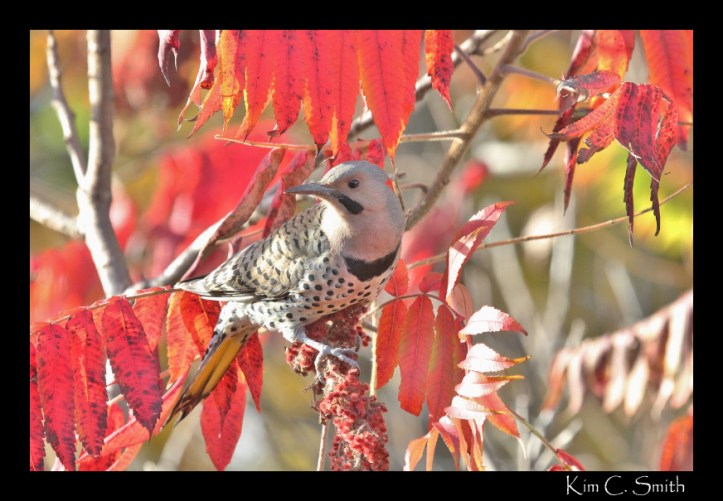 Northern Flicker right outside my window