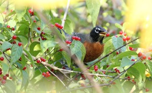 Robin with red berry in beak w sig