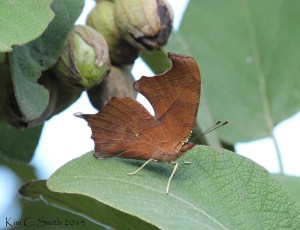 "A member of the Comma family" is as far as I could get in identifying this one.