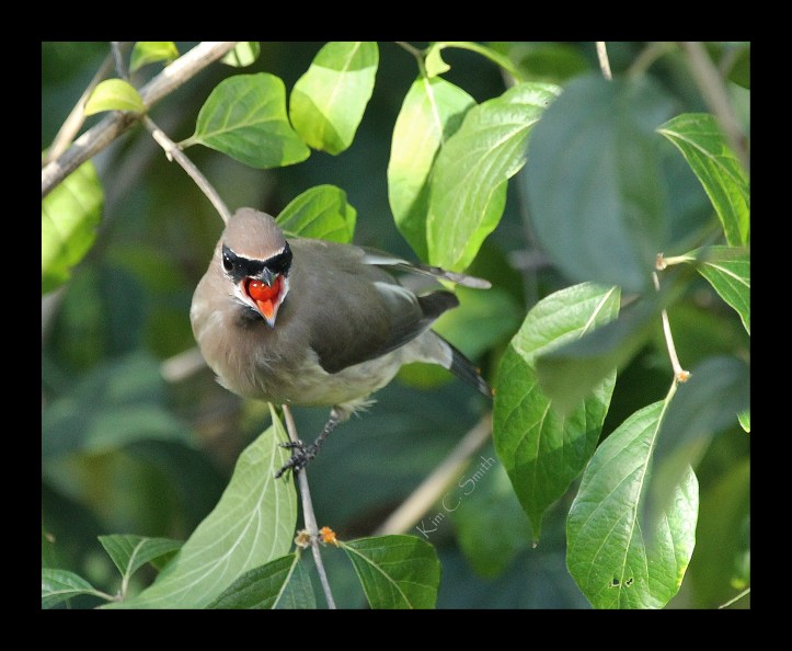 Cedar Waxwing
