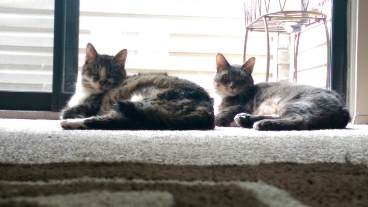 Day 7 in the new apartment