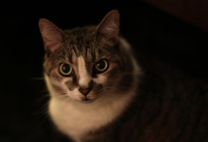 Mickey portrait resized