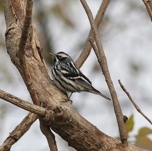 Black-and-white Warbler (2)