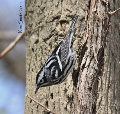 Black-and-white Warbler