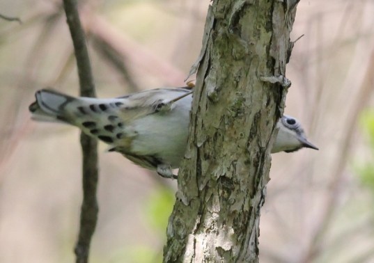 Black-and-white Warbler undertail