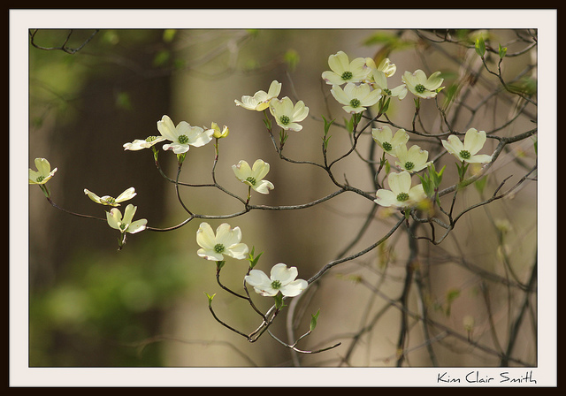 Photo Friday for blog - dogwood blossoms