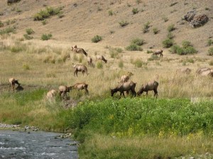 Elk in Yellowstone National Park