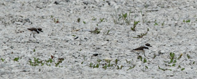 Little puffballs -- Recently-hatched Killdeer babies running around!