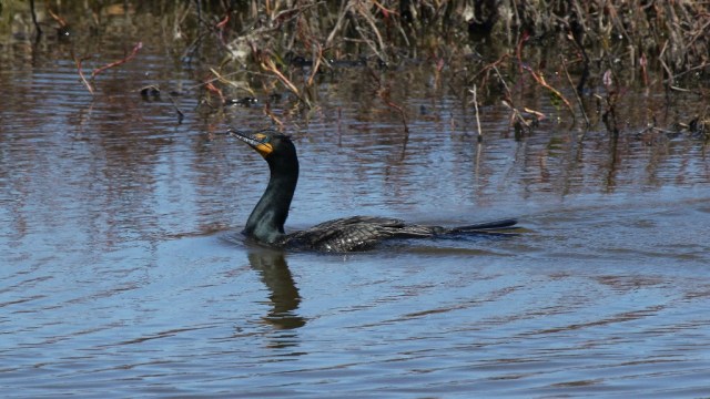 Double-crested Cormorant at Magee Marsh