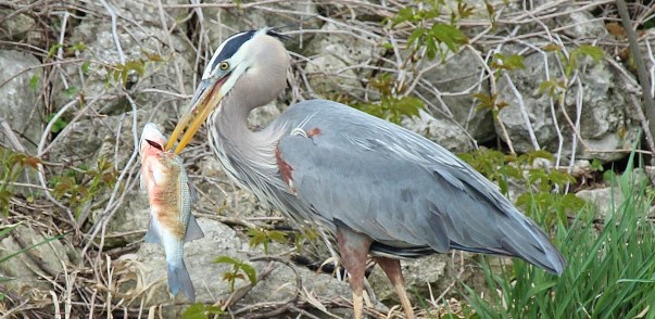 Great Blue Heron eating big fish (22)