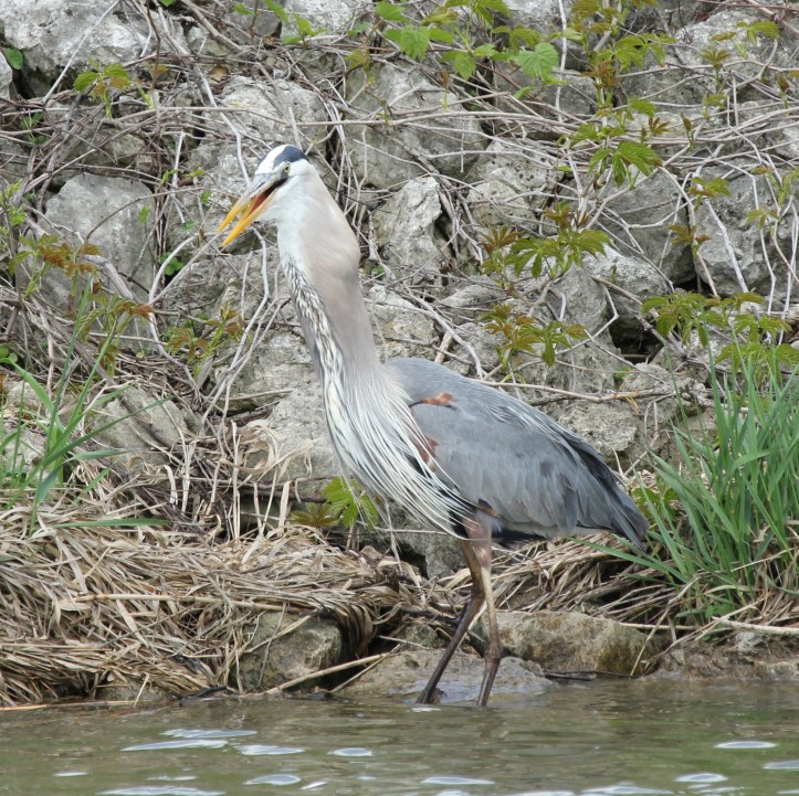 Great Blue Heron eating big fish (66)
