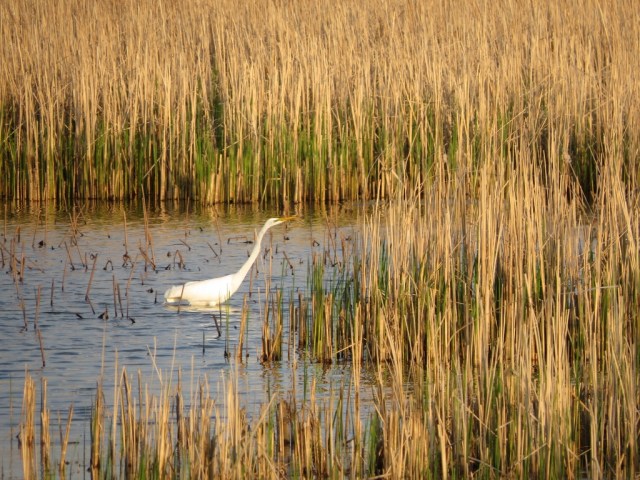 Great Egret hunting in the marsh