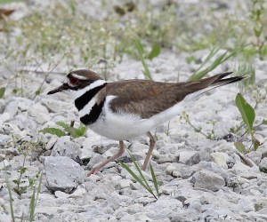 Killdeer in gravel parking lot