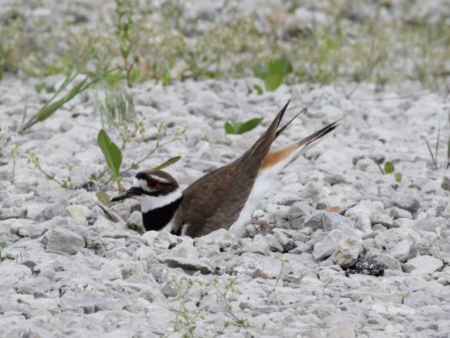 Using her body to shape the nest.