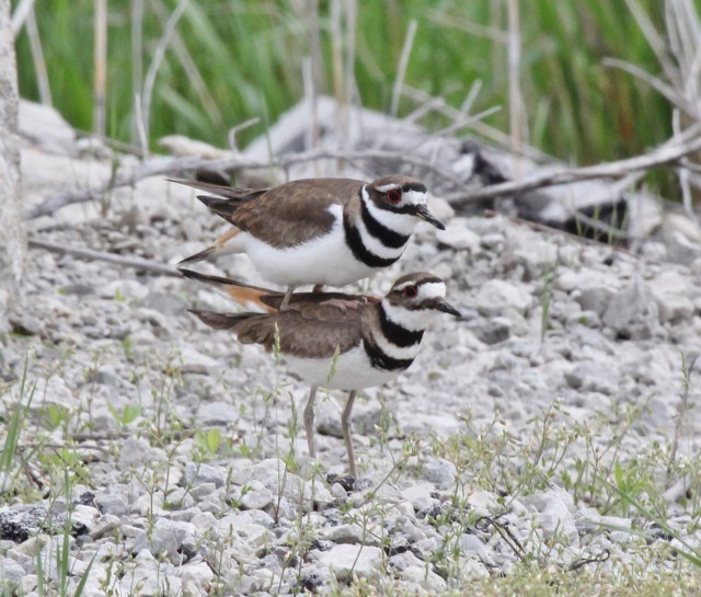 Killdeer mating sequence 4