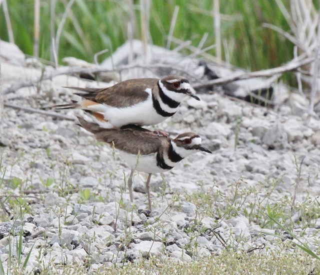 Killdeer mating sequence 7