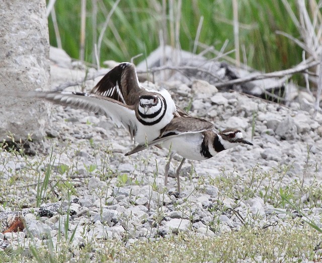 Killdeer mating sequence dismount