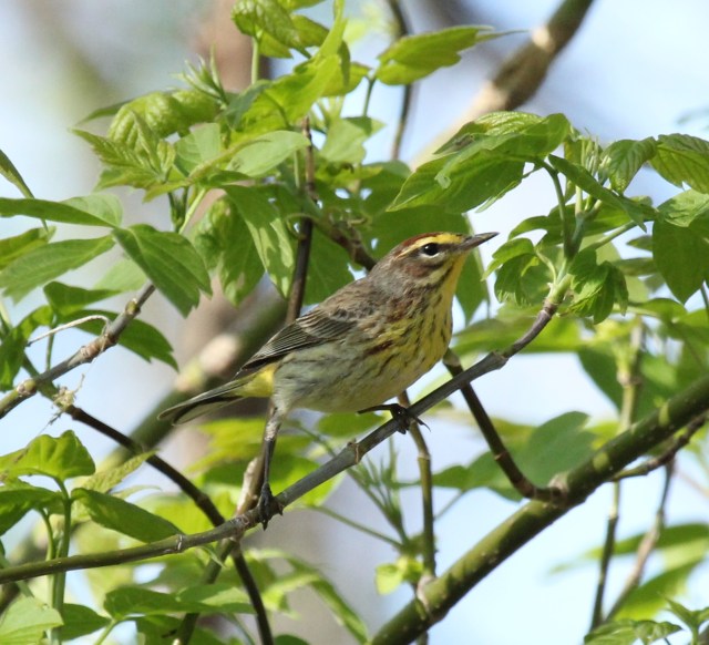 Palm Warbler at Magee Marsh, May 2, 2015