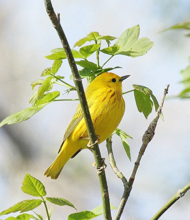 Yellow Warbler at Magee Marsh on May 2, 2015