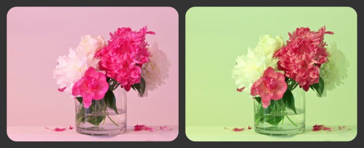 Collage of tinted peonies