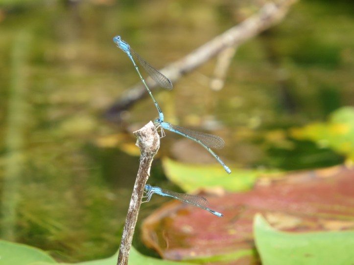 Bluets in mating tandem