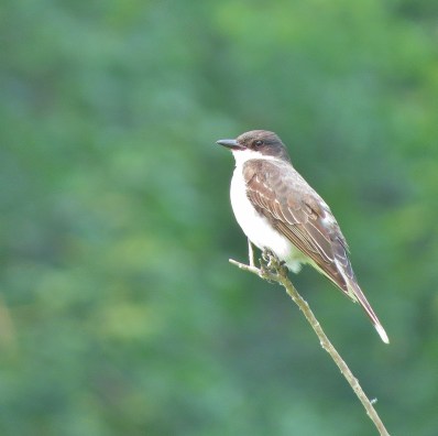 Eastern Kingbird parent taking a break