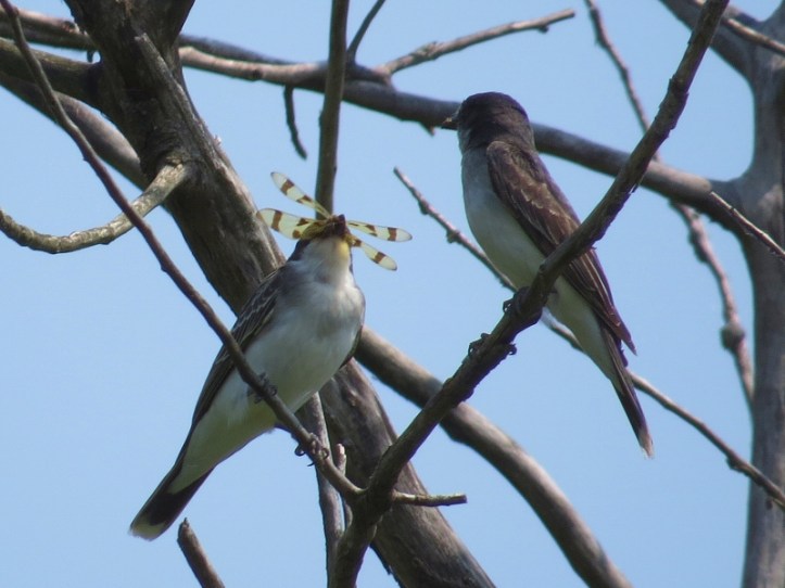 Kingbird with dragonfly