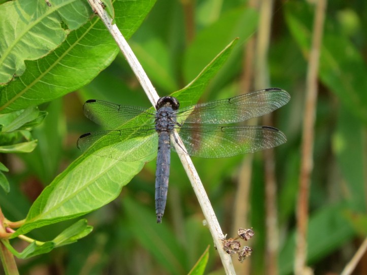 Slaty Skimmer