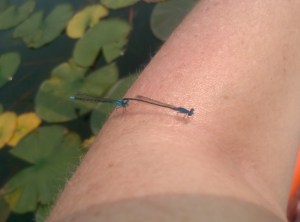 Another pair of bluets, on my arm!