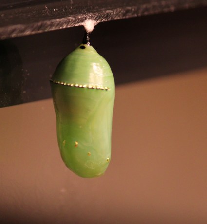 Monarch chrysalis day 2
